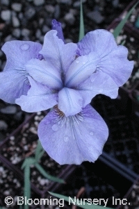 Iris s. 'Charming Darlene'              